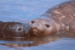 Southern Elephant Seal Mother and Pup