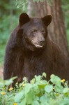 The American Black Bear #4