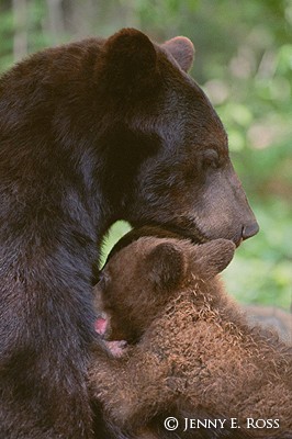 Black Bear Nursing