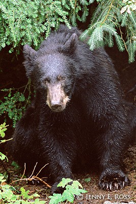 Young Black Bear