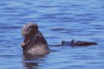 Swimming Elephant Seal