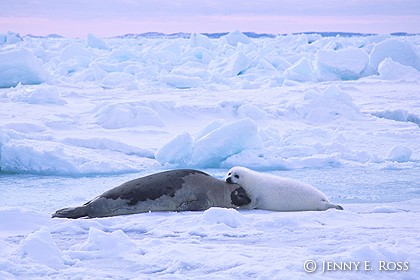 Harp Seal Mother & Pup