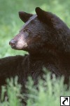 American Black Bears