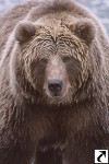 Grizzly / Brown Bears